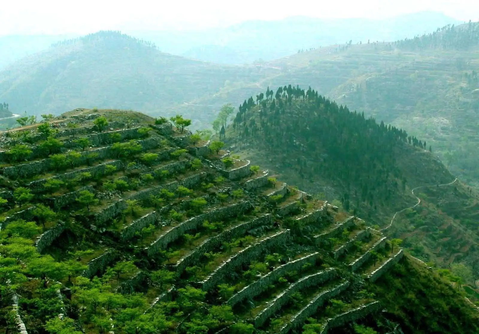 堅持退耕還林，讓山川著綠林海生金